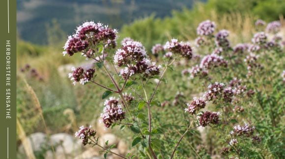 Origan commun sauvage (Origanum vulgare) en fleurs – plante médicinale digestive utilisée contre les ballonnements et les troubles digestifs - Herboristerie Sensathé